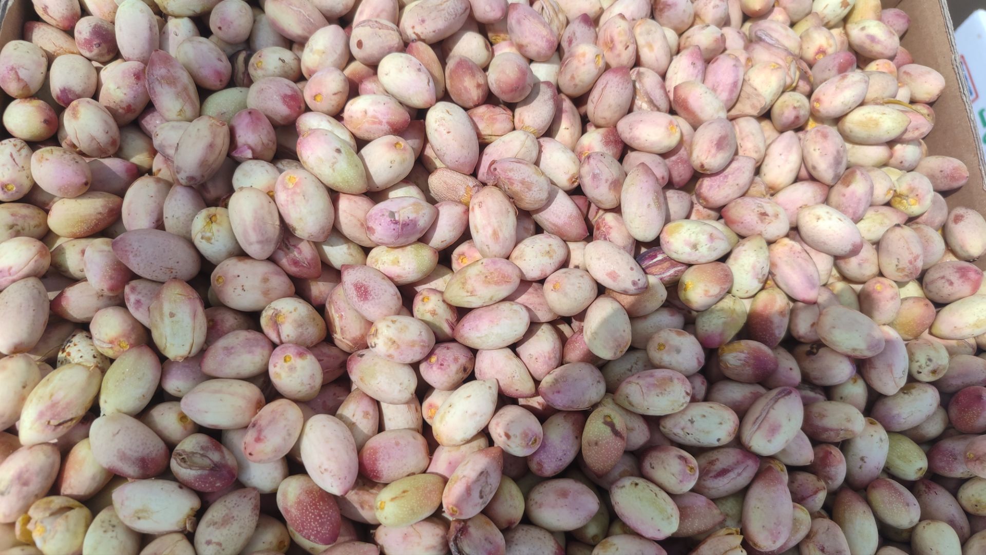 پسته تازه درجه یک